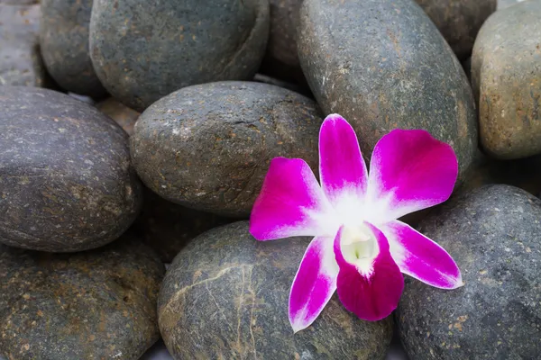 Orchid on stack of pebble stone — Stock Photo, Image