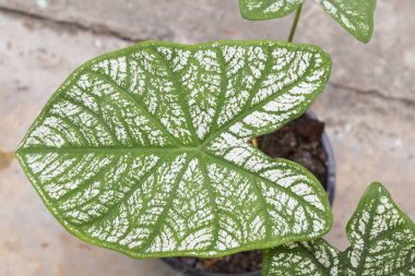 Bahçede iki renkli Caladium yaprakları