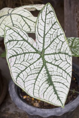 Bahçede iki renkli Caladium yaprakları