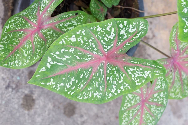 Caladium Bicolor Blätter Garten — Stockfoto
