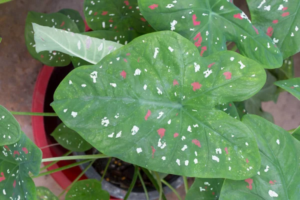 Caladium Bicolor Leaves Garden — Stock Photo, Image