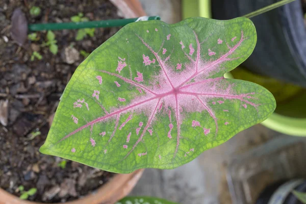Caladium Bicolor Blätter Garten — Stockfoto