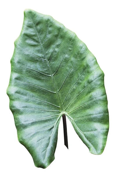 Hoja Verde Tropical Grande Filodendro Oreja Elefante Taro Planta Selva — Foto de Stock