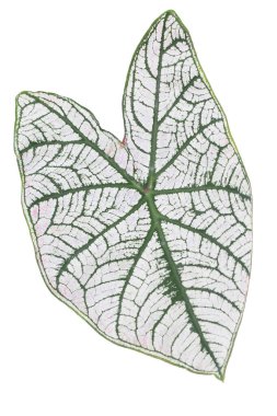 Caladium bicolor yaprağı beyaz arkaplanda izole edilmiş kırpma yolu