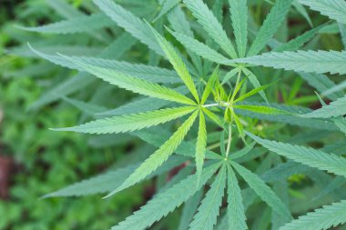 Esrar, kenevir yaprakları güzel bir arka plan olarak alınır