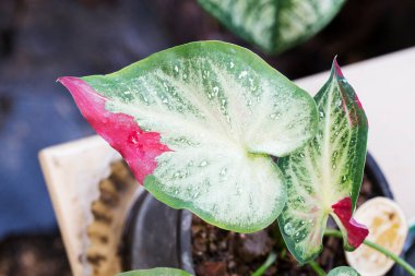 Bahçede iki renkli Caladium yaprakları