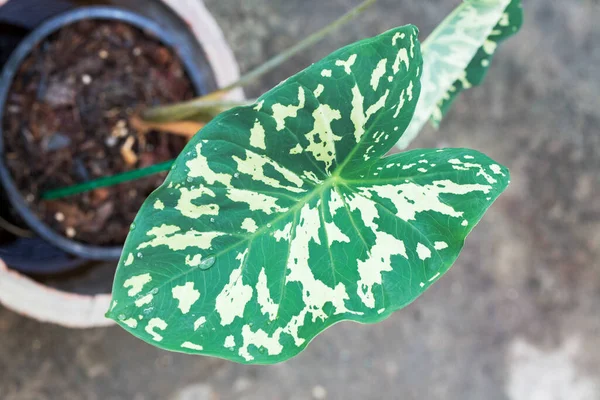 Colocasia Oder Hilo Beauty Caladium Bicolor Blätter Garten — Stockfoto