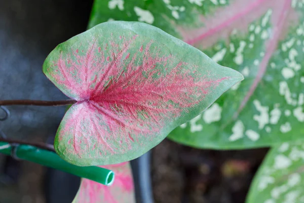 Caladium Bicolor Blätter Garten Von Oben Betrachtet — Stockfoto