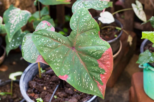 Caladium Bicolor Leaves Garden Taken Top View — Stock Photo, Image