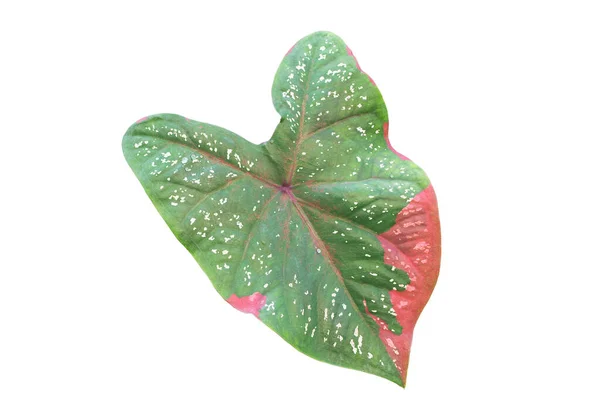 Caladium Bicolor Yaprağı Beyaz Arkaplanda Izole Edilmiş Pıhtı Yolu Dahil — Stok fotoğraf