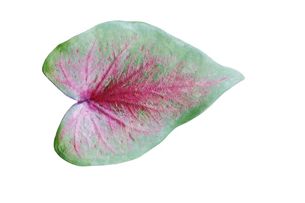 Caladium Bicolor Blatt Isoliert Auf Weißem Hintergrund Mit Klammer Enthalten — Stockfoto