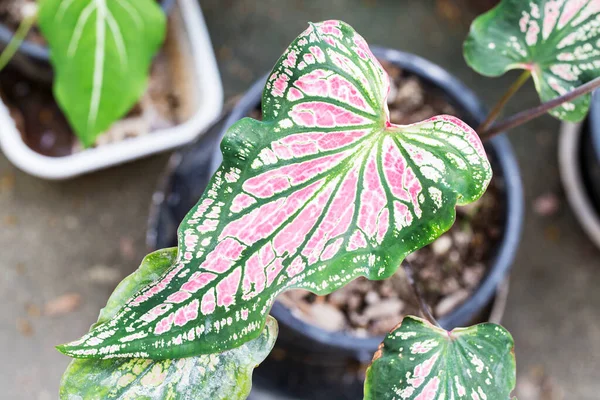 Bahçedeki renkli kaladyum bicolor yaprakları üst görüntüde alındı
