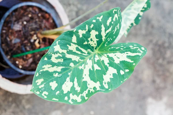 Caladium Bicolor Blätter Garten Von Oben Betrachtet — Stockfoto