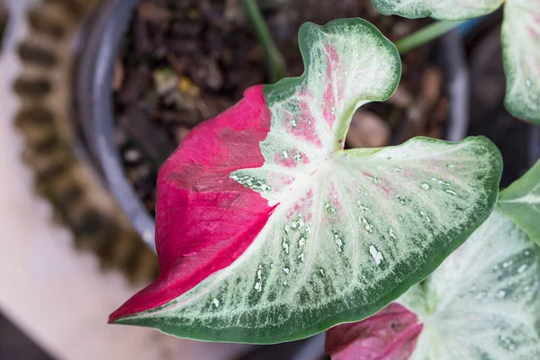 Caladium Bicolor Blad Trädgården Tas Ovanifrån — Stockfoto