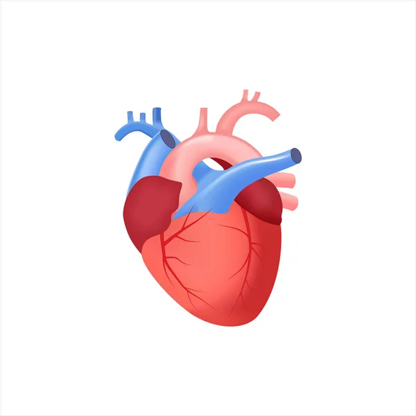 Cuore Anatomico Sfondo Bianco Illustrazione Vettoriale — Vettoriale Stock