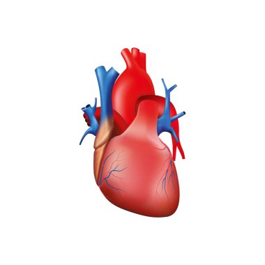 Beyaz arkaplan vektör illüstrasyonunda insan kalbi anatomisi