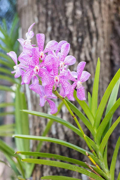 Orquídea Coerulea Vanda Rosa Com Folha Verde Crescendo Uma Árvore — Fotografia de Stock