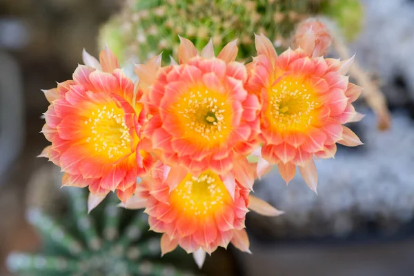 Flores Cactus Amarillo Anaranjado Tomadas Vista Superior —  Fotos de Stock