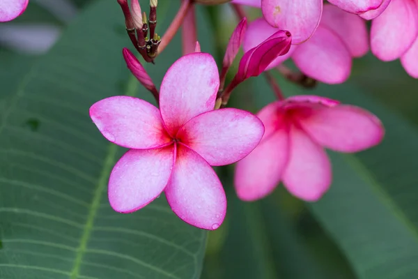 Frangipani Blommor Frangipani Träd Tropisk Blomma — Stockfoto