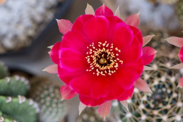 Czerwony Kwiat Kaktusa Górnej Części Widoku — Zdjęcie stockowe