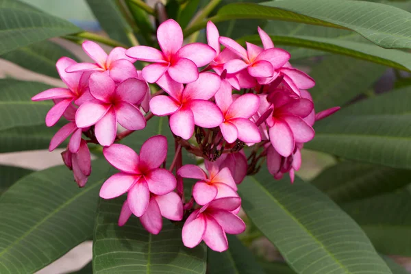 Bouquet Frangipani Blooming Tree — Fotografia de Stock