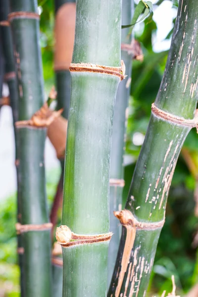 Bamboo Bamboo Forest — 图库照片