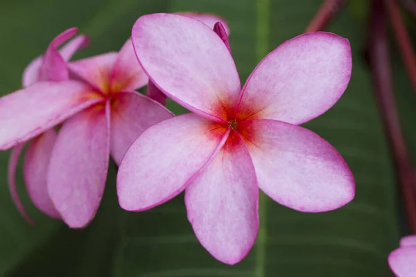 Frangipani Flowers Frangipani Tree — Stock Photo, Image