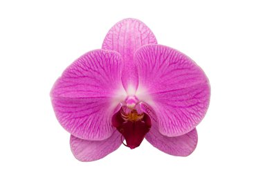 Güzel mor orkide phalaenopsis