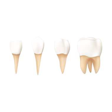 Set of teeth on white background vector illustration