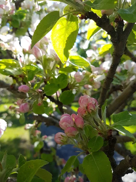 Красива Весна Квітучі Дерева Квіти Бджола Саду — стокове фото