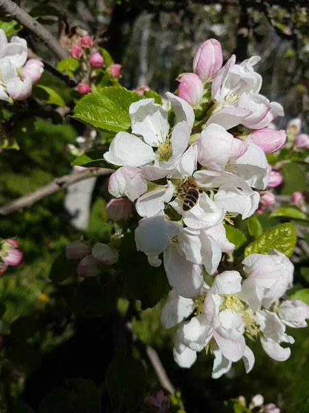 Beautiful Spring Blooming Tree Flowers Bee Garden — Stock Photo, Image