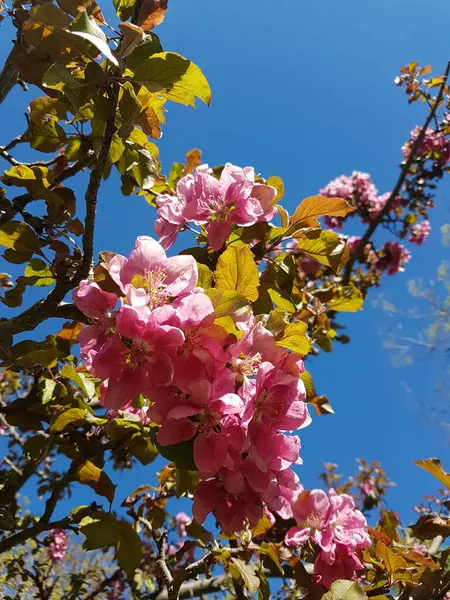 Belle Floraison Printanière Fleurs Arbre Dans Jardin — Photo