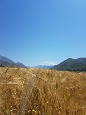 Buğday tarlası olan güzel dağ manzarası