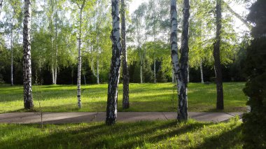 huş ağaçları parkında güzel bir manzara.