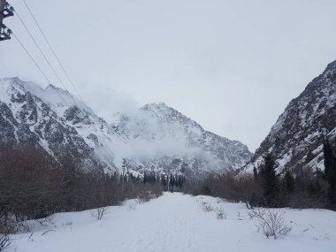 Karla kaplı ağaçlar ve sisli kış manzarası