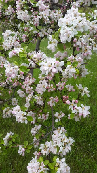 Beautiful Spring Blooming Tree Flowers Garden —  Fotos de Stock
