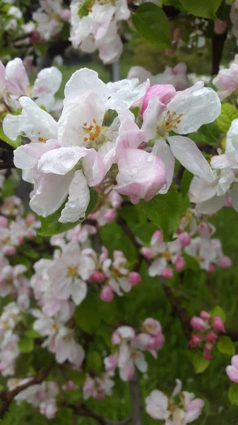 Belle Floraison Printanière Fleurs Arbre Dans Jardin — Photo