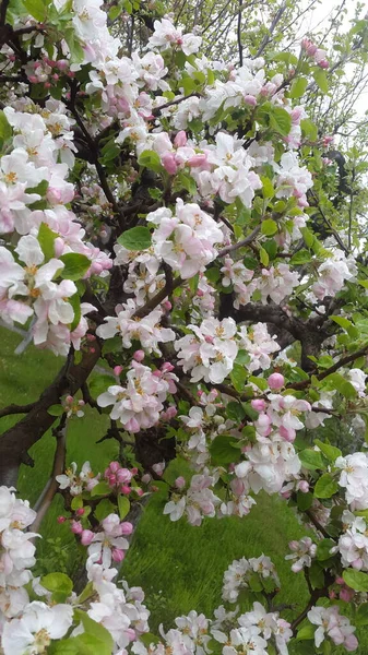 Beautiful Spring Blooming Tree Flowers Garden — Stockfoto