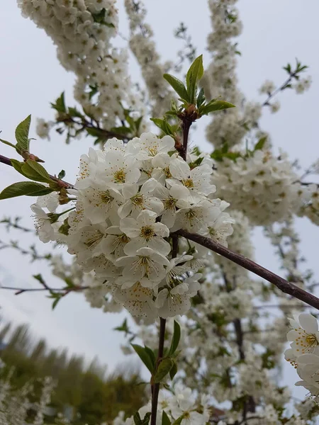 Blooming Cherry Tree Springtime — Stock Photo, Image