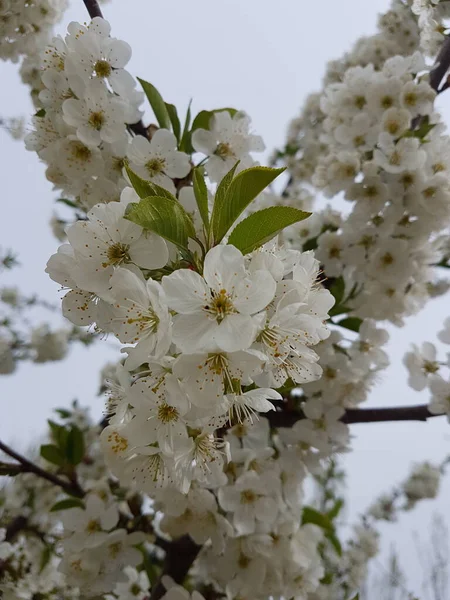 Cerisier Fleurs Printemps — Photo