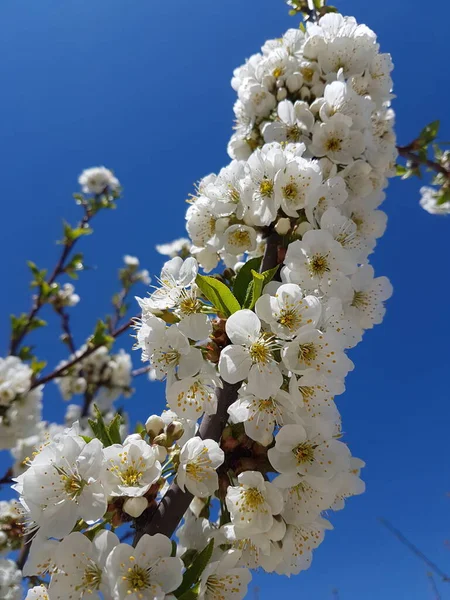 Hermosa Flor Cerezo Blanco Sobre Fondo Cielo Azul — Foto de Stock