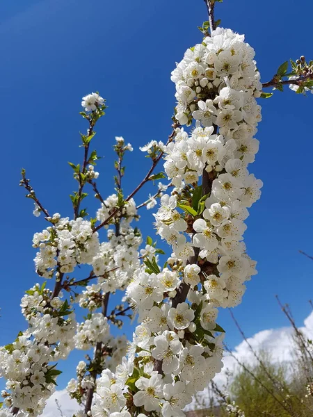 Beautiful White Cherry Blossom Blue Sky Background — Stock Photo, Image
