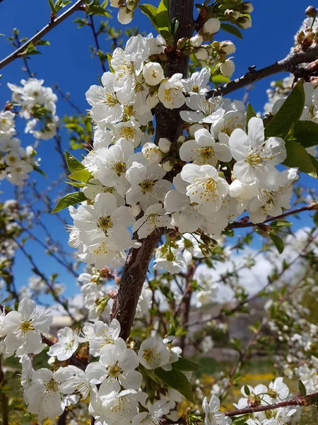 Belle Fleur Cerisier Blanc Sur Fond Bleu Ciel — Photo
