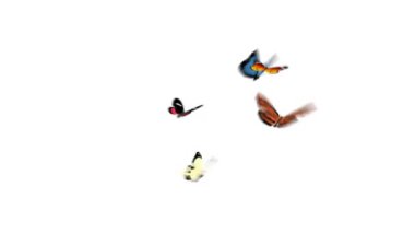 Kelebekler alfa kanalı ile