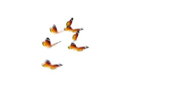 Schmetterlinge fliegen mit Alphakanal — Stockvideo