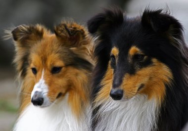 iki kömür ocağı portre