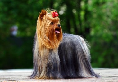 yay ile Yorkshire korkunç