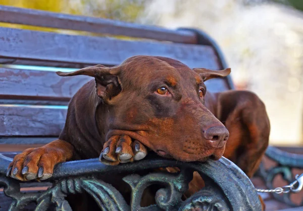 Foto do cão Doberman deitado no banco — Fotografia de Stock
