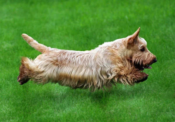 Cane volante — Foto Stock