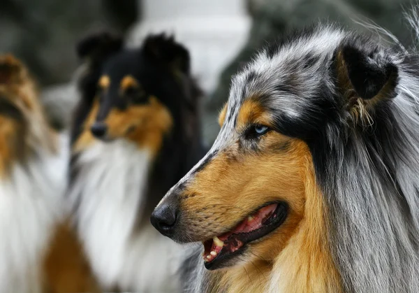 Groupe van collies — Stockfoto